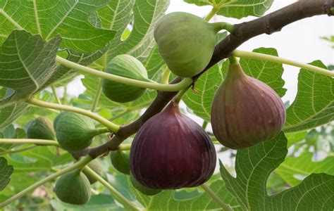 開花無花果花|無花果（イチジク）とはクワ科の落葉樹木｜代表的な 